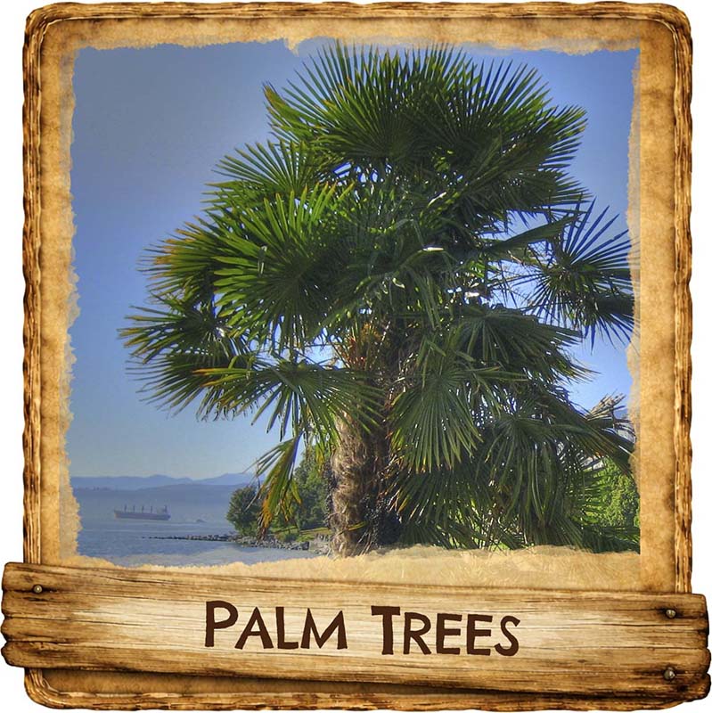 shop palm trees