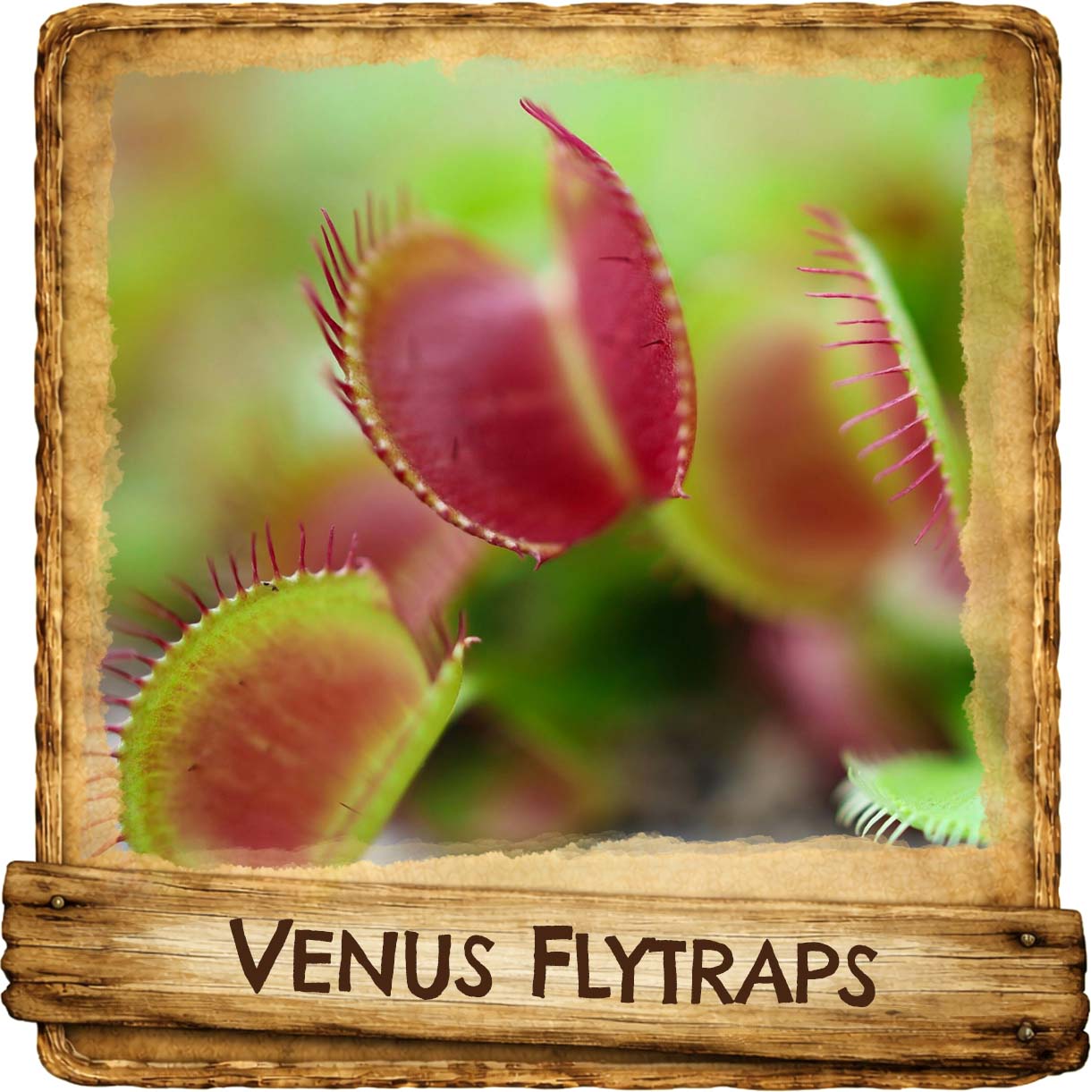Shop Venus Flytraps