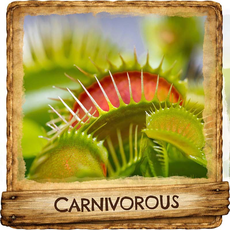 Carnivorous Plants